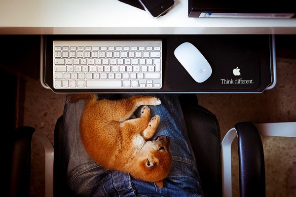 Dog work